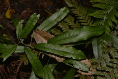 Carronia multisepalea