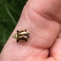 Aspidimorpha quadriremis