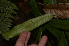 Carronia multisepalea