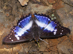 Mimathyma ambica ambica