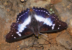 Mimathyma ambica ambica