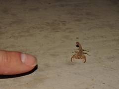 Paravaejovis confusus