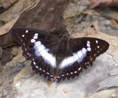 Mimathyma ambica ambica