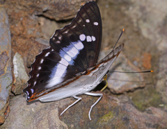 Mimathyma ambica ambica