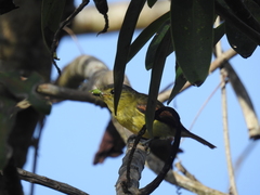 Pachyramphus versicolor