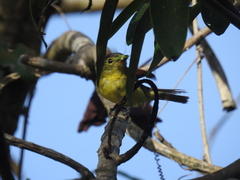 Pachyramphus versicolor