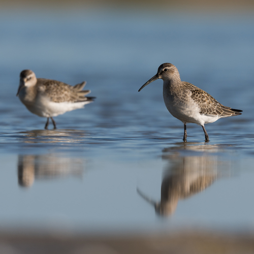 Curlew Sandpiper
