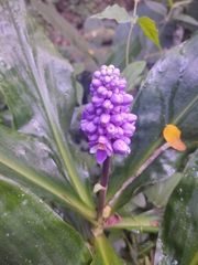 Dichorisandra procera