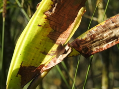 Panyapedaliodes drymaea