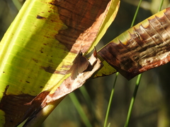Panyapedaliodes drymaea