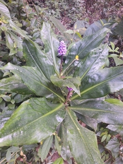 Dichorisandra procera