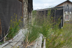 Descurainia sophioides