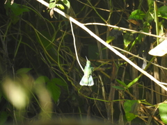 Colibri cyanotus