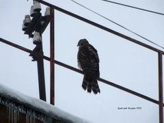 Accipiter gentilis