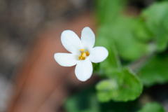 Chaenostoma cordatum