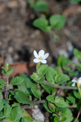 Chaenostoma cordatum