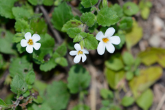 Chaenostoma cordatum
