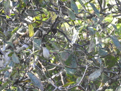 Atlapetes leucopterus