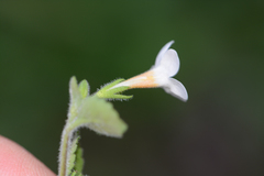Chaenostoma cordatum