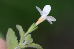 Chaenostoma cordatum