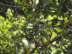 Atlapetes leucopterus