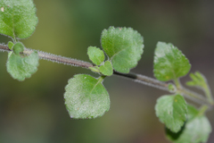 Chaenostoma cordatum