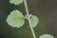Chaenostoma cordatum