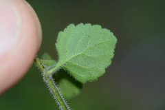 Chaenostoma cordatum