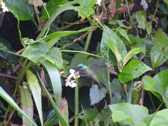 Colibri cyanotus