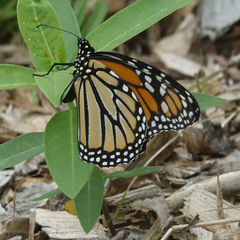 Danaus plexippus