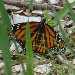Danaus plexippus