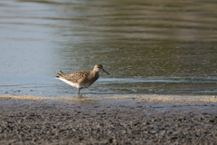 Calidris pugnax