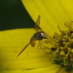 Toxomerus marginatus