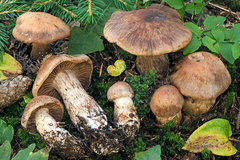 Cortinarius bovinus