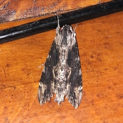 Erinnyis oenotrus