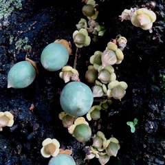 Diospyros cauliflora