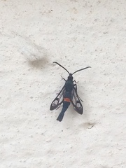 Synanthedon myopaeformis