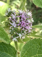 Urolepis hecatantha