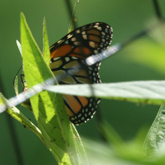 Danaus plexippus