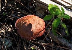 Chroogomphus mediterraneus