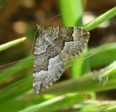 Chrysolarentia cryeropa