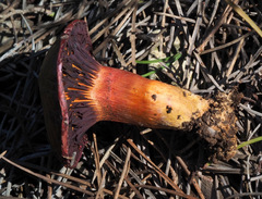 Chroogomphus mediterraneus