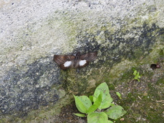 Theagenes albiplaga