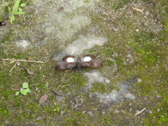 Theagenes albiplaga