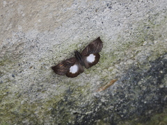 Theagenes albiplaga