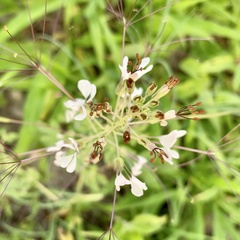 Cleome gynandra image