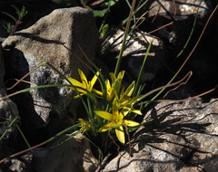 Gagea chlorantha