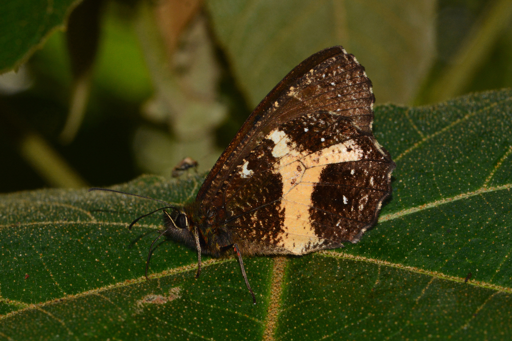 Antopedaliodes