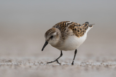 Calidris minuta
