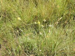 Lasiosiphon sericocephalus